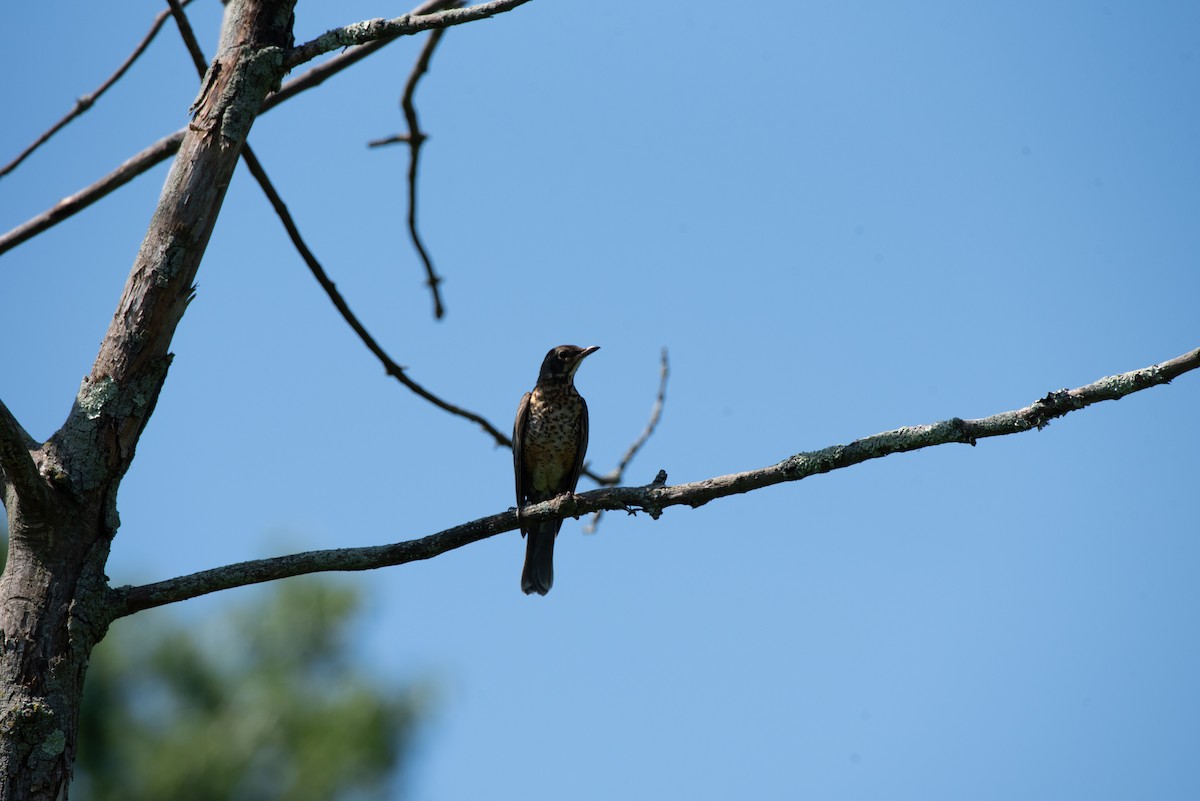 American Robin - ML620827984