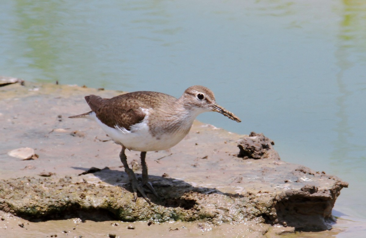 Common Sandpiper - ML620827985