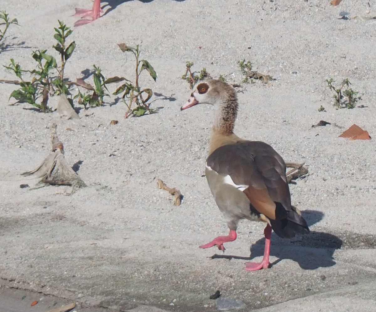 Egyptian Goose - ML620827986