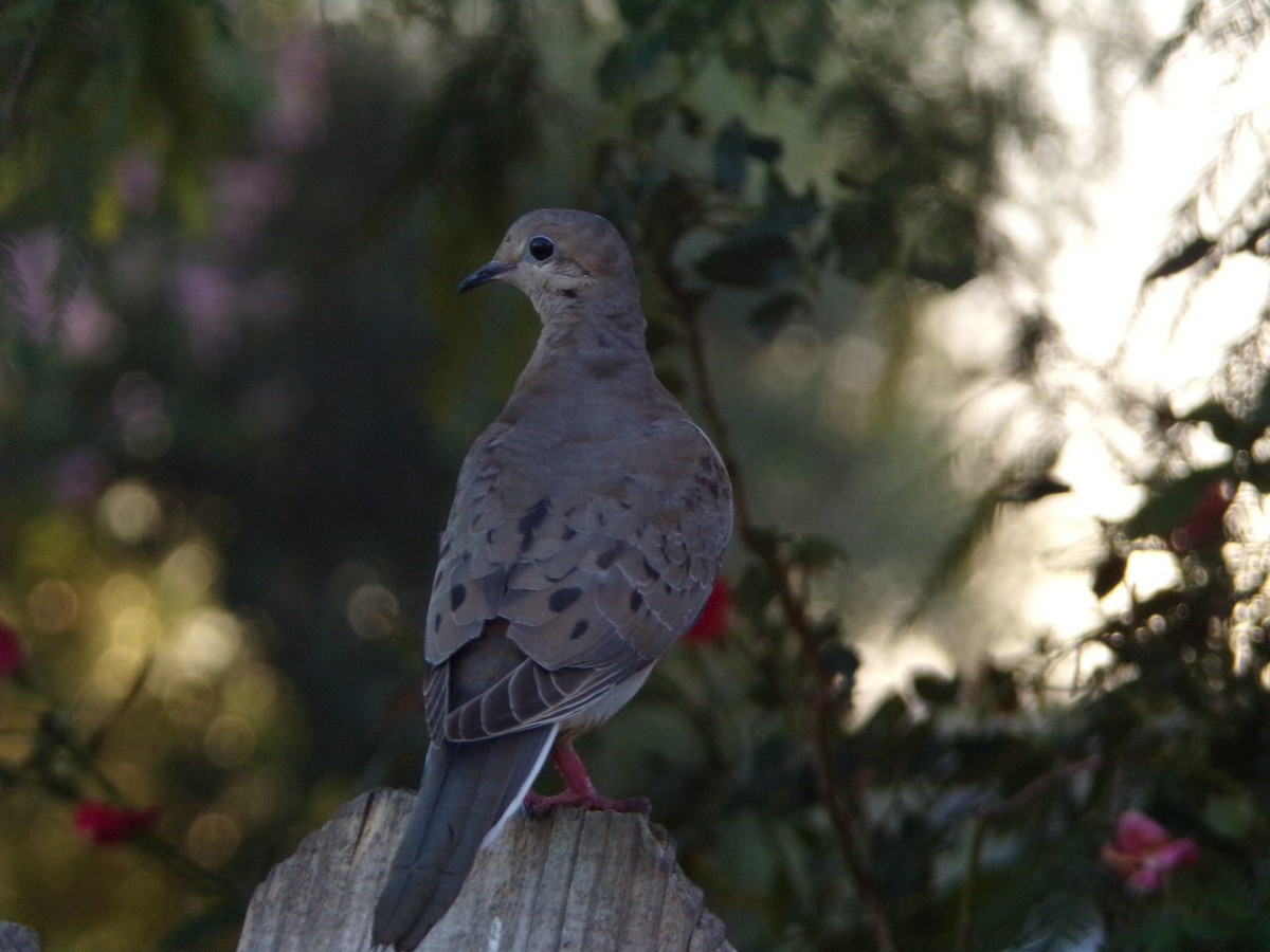 Mourning Dove - Texas Bird Family