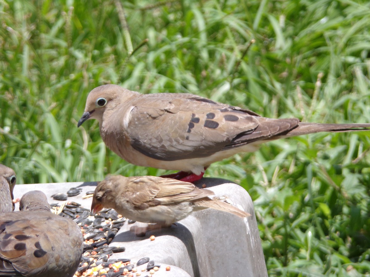 Mourning Dove - Texas Bird Family