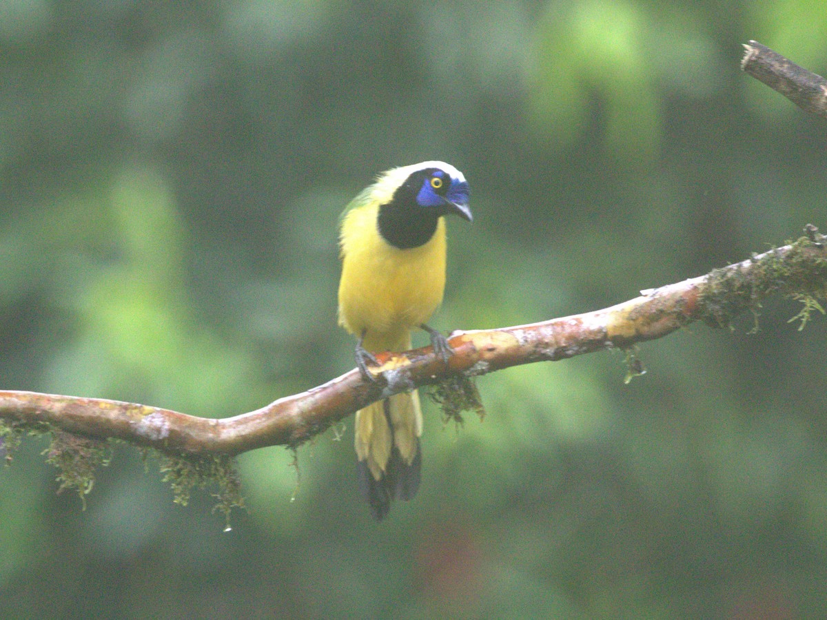 Green Jay (Inca) - ML620828008