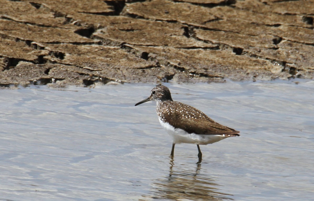 Green Sandpiper - ML620828010