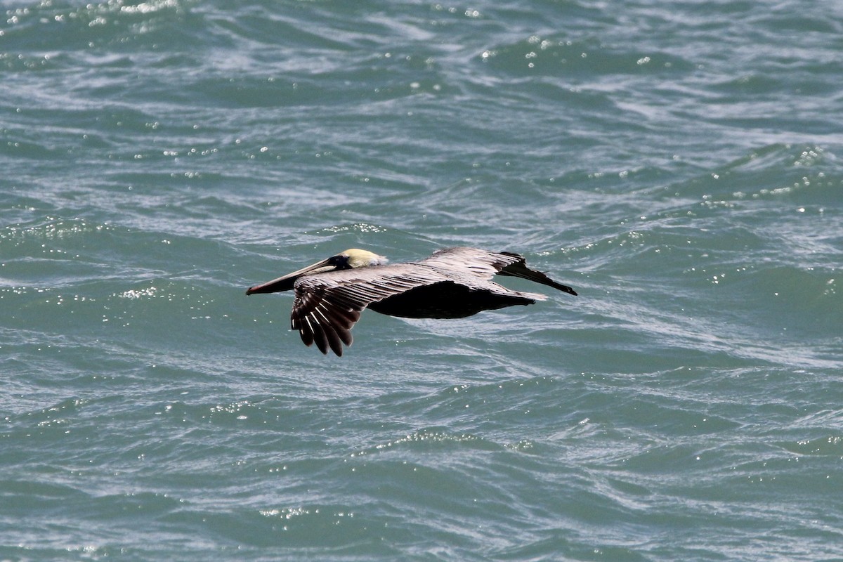 Brown Pelican - ML620828013