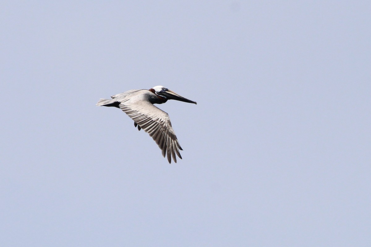 Brown Pelican - ML620828014