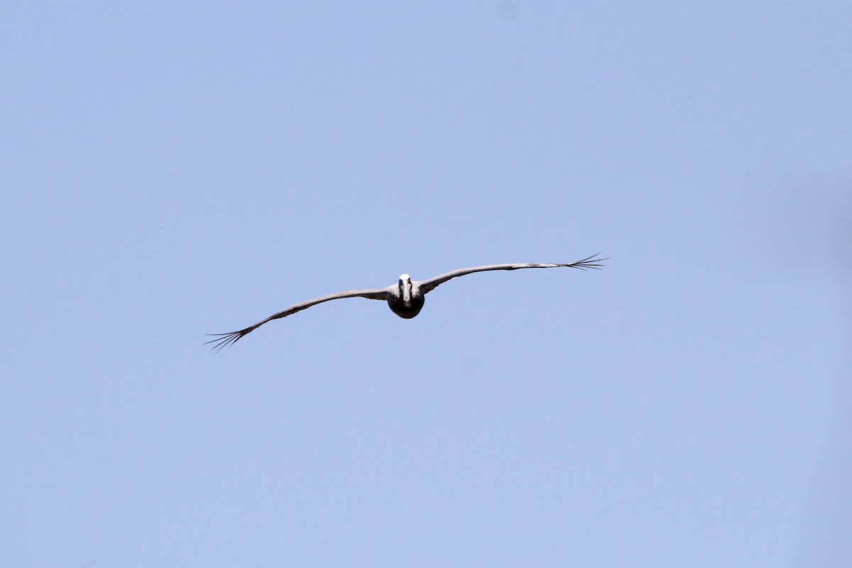 Brown Pelican - ML620828016