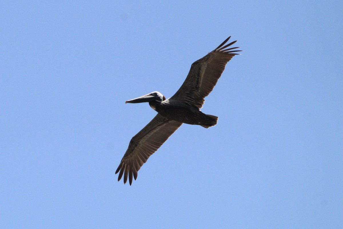 Brown Pelican - ML620828017