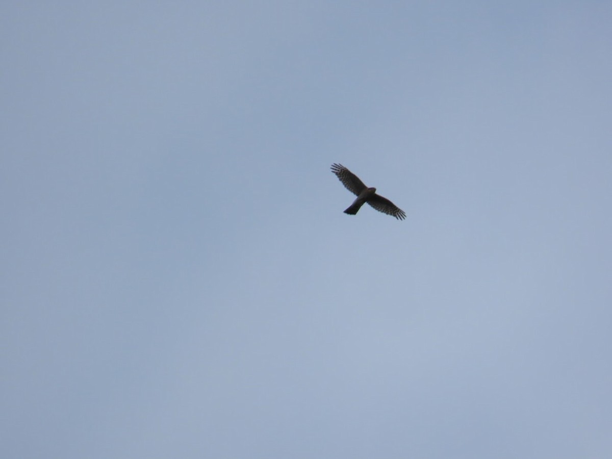 Eurasian Sparrowhawk - ML620828018