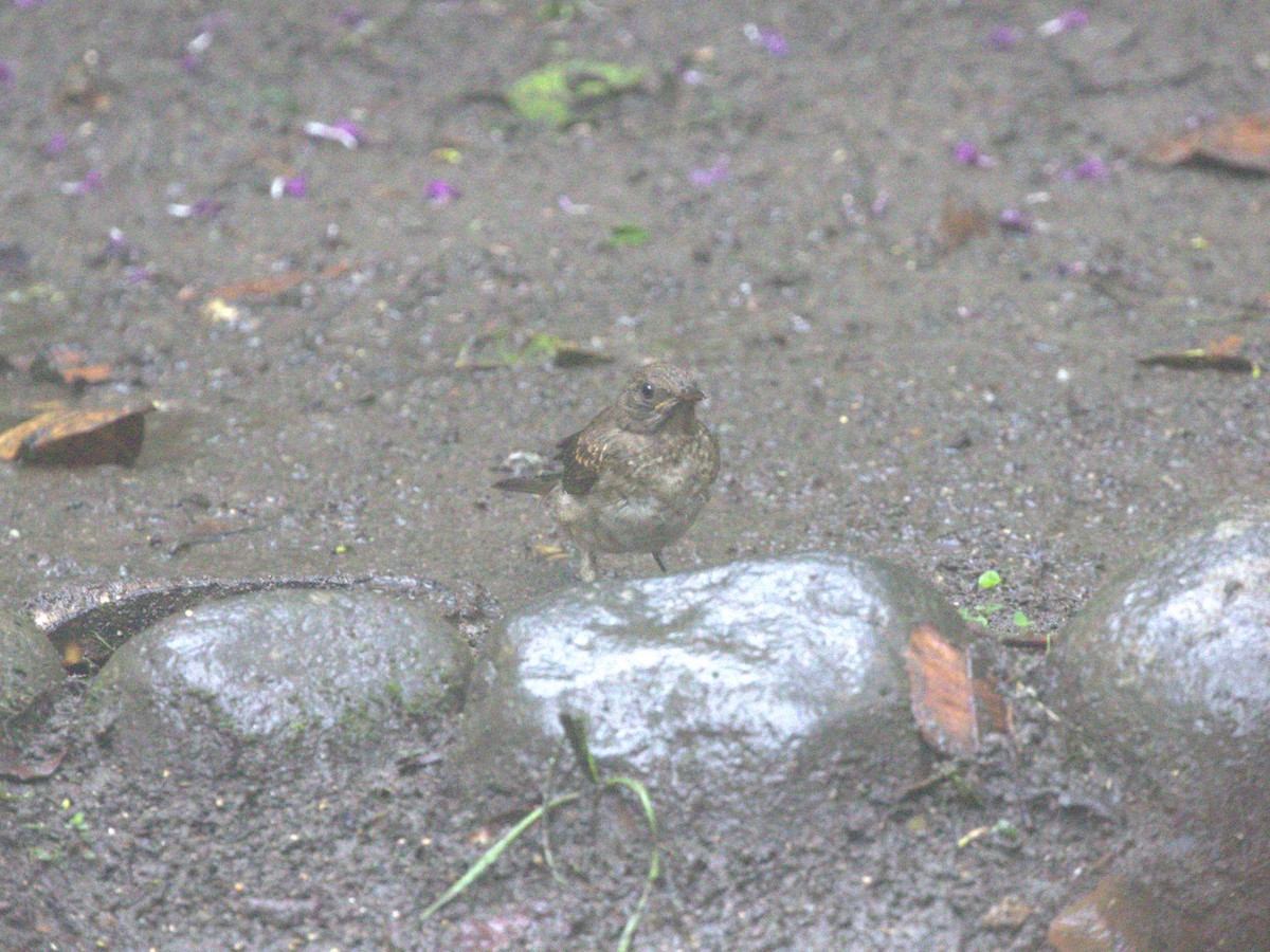 Black-billed Thrush (Amazonian) - ML620828019