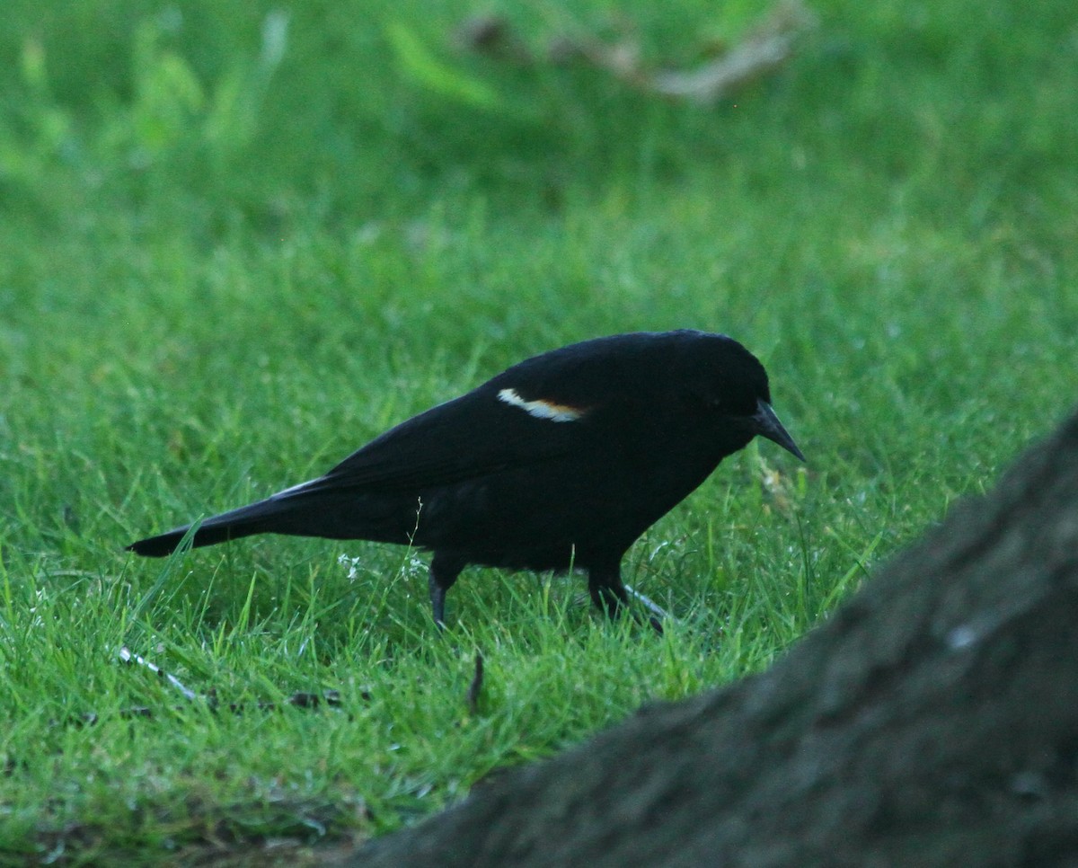 Red-winged Blackbird - ML620828023