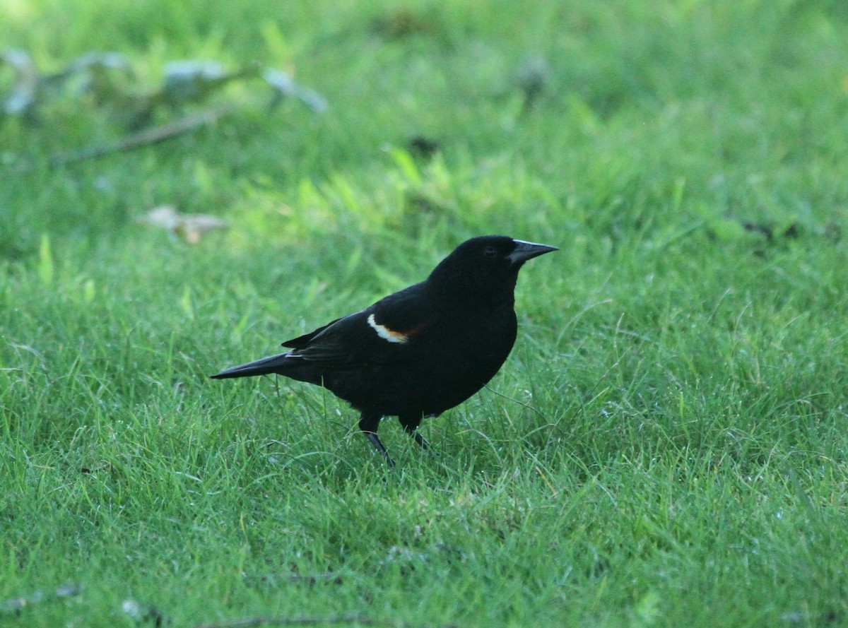 Red-winged Blackbird - ML620828024