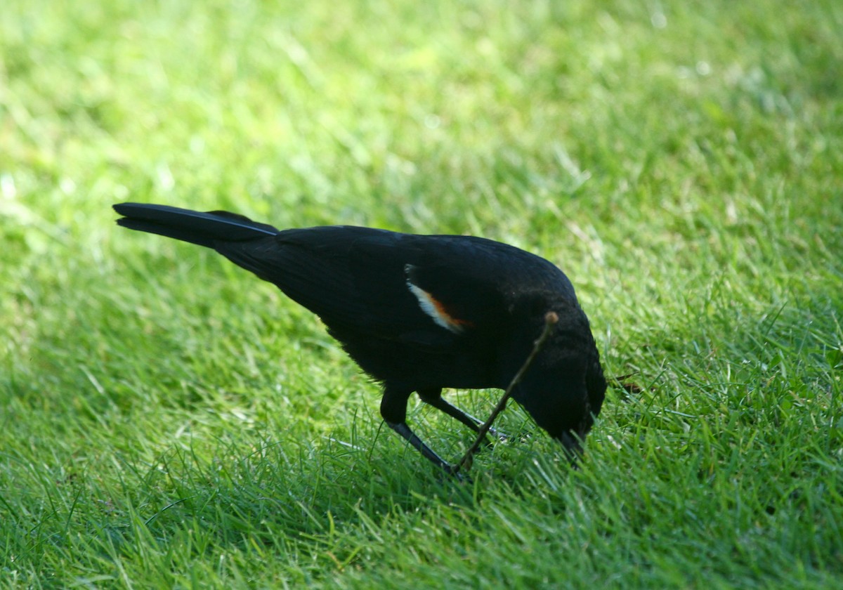 Red-winged Blackbird - David  Irons