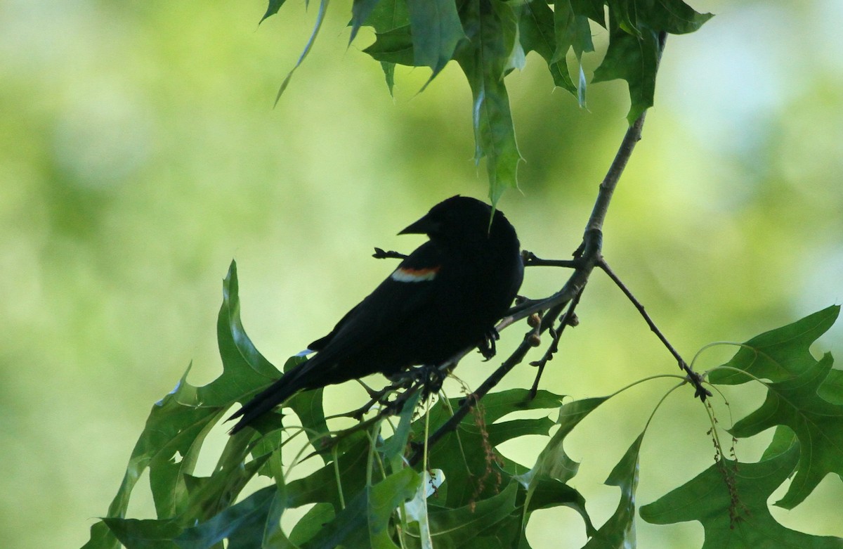 Red-winged Blackbird - David  Irons