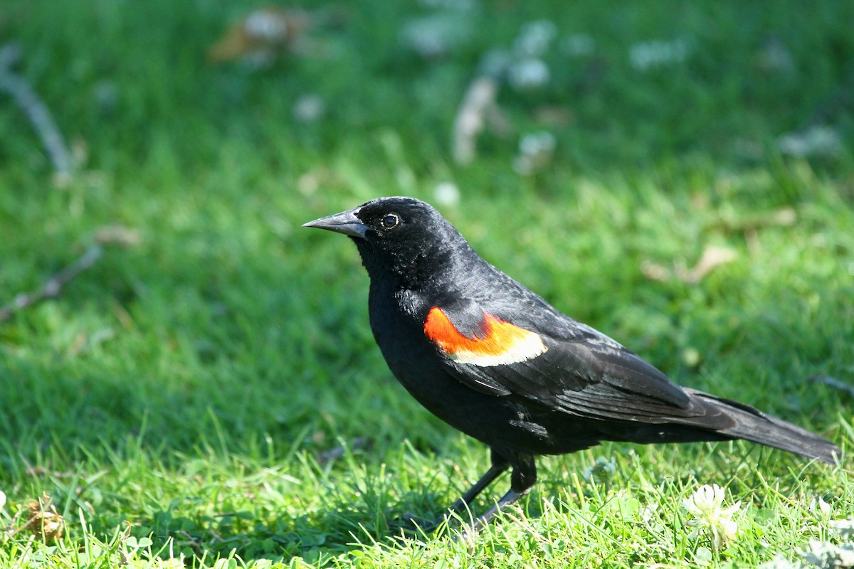 Red-winged Blackbird - ML620828031