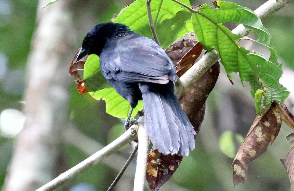 Velvet-fronted Grackle - ML620828038