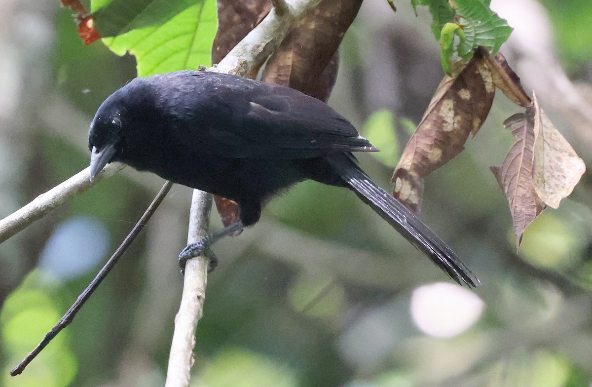 Velvet-fronted Grackle - ML620828039