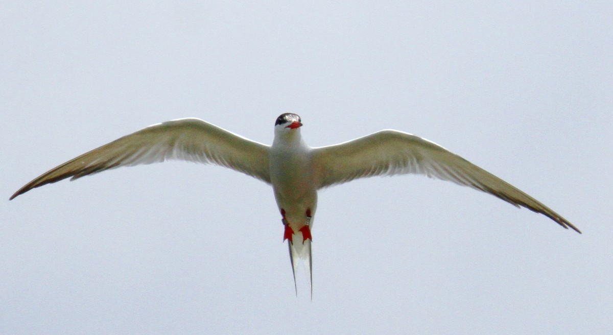 Common Tern - ML620828053