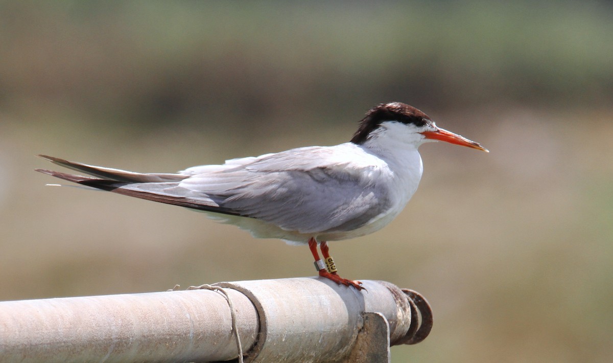 Common Tern - yuda siliki