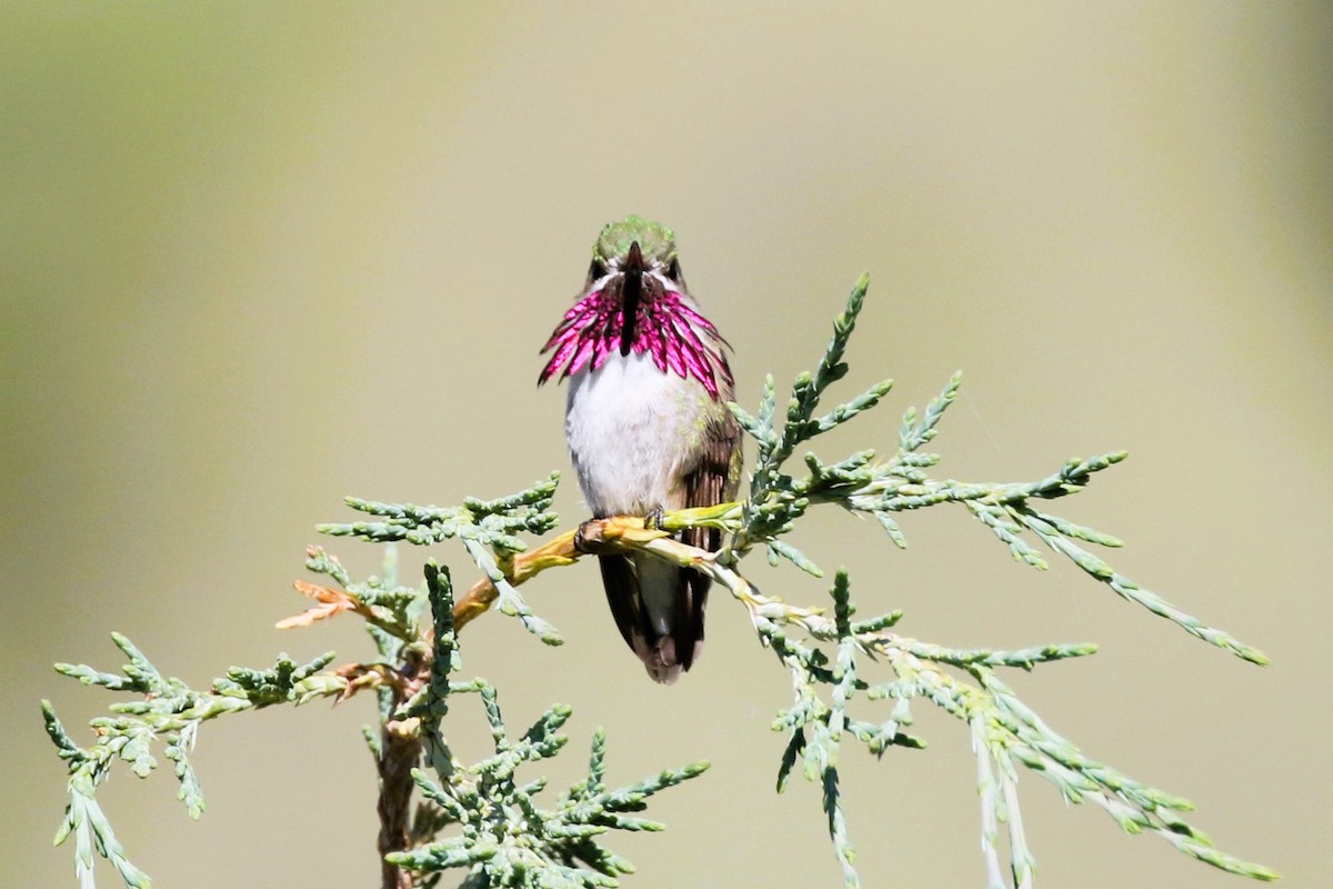 Calliope Hummingbird - ML620828056