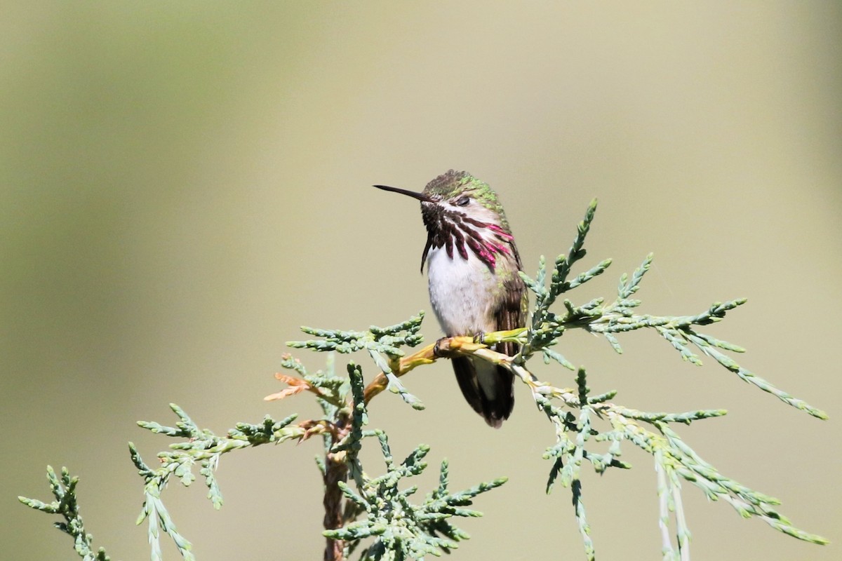 Calliope Hummingbird - ML620828057