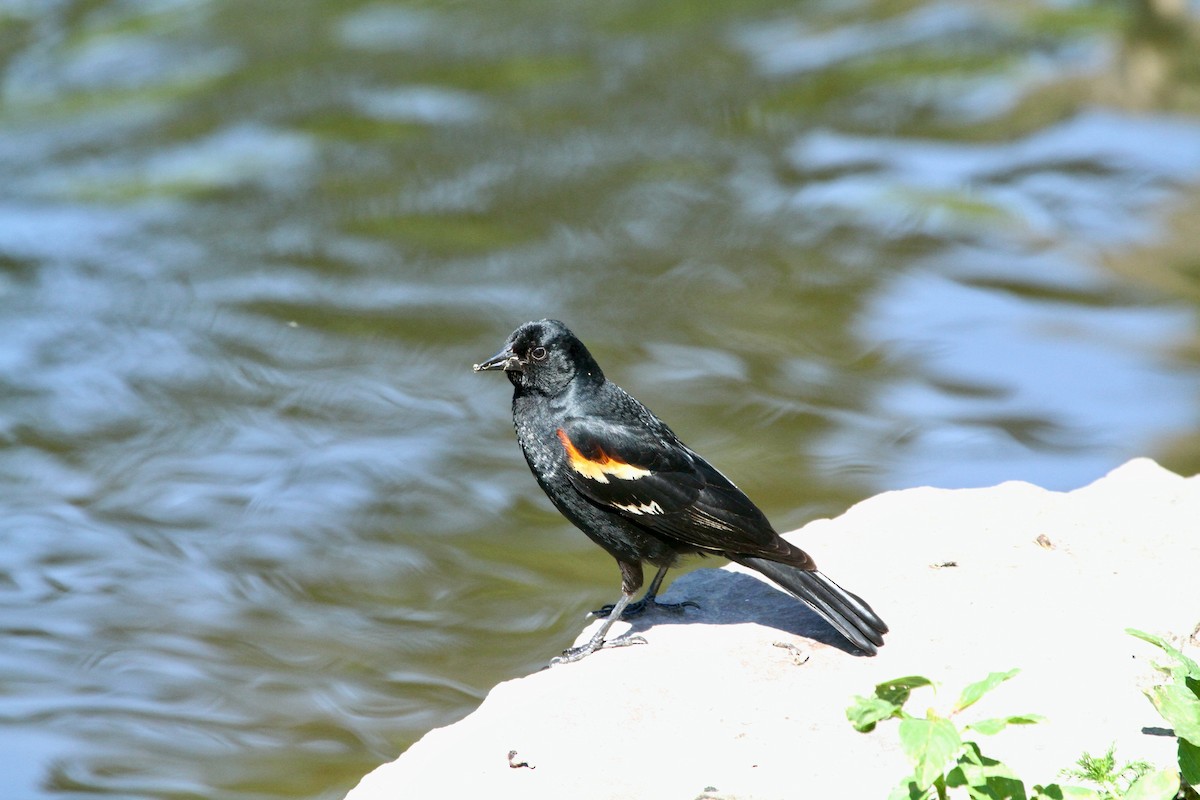 Red-winged Blackbird - ML620828071