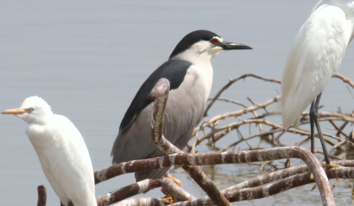 Black-crowned Night Heron - yuda siliki