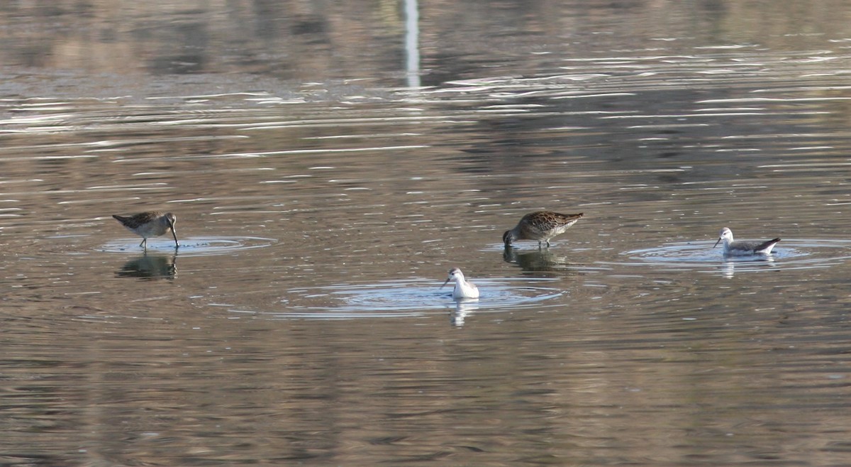 kortnebbekkasinsnipe - ML620828073