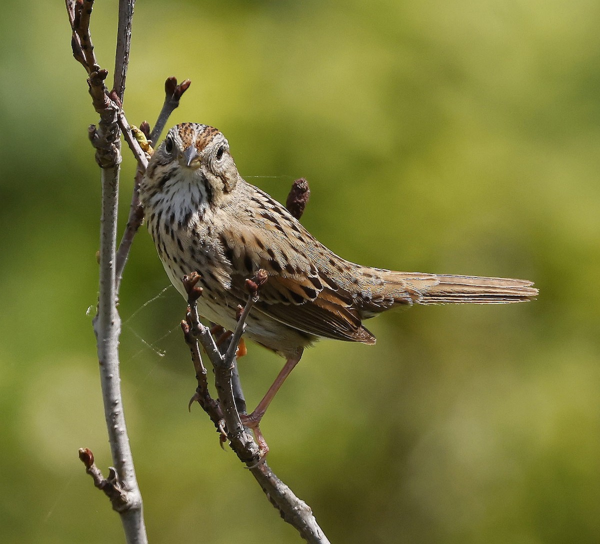 Lincoln's Sparrow - ML620828075