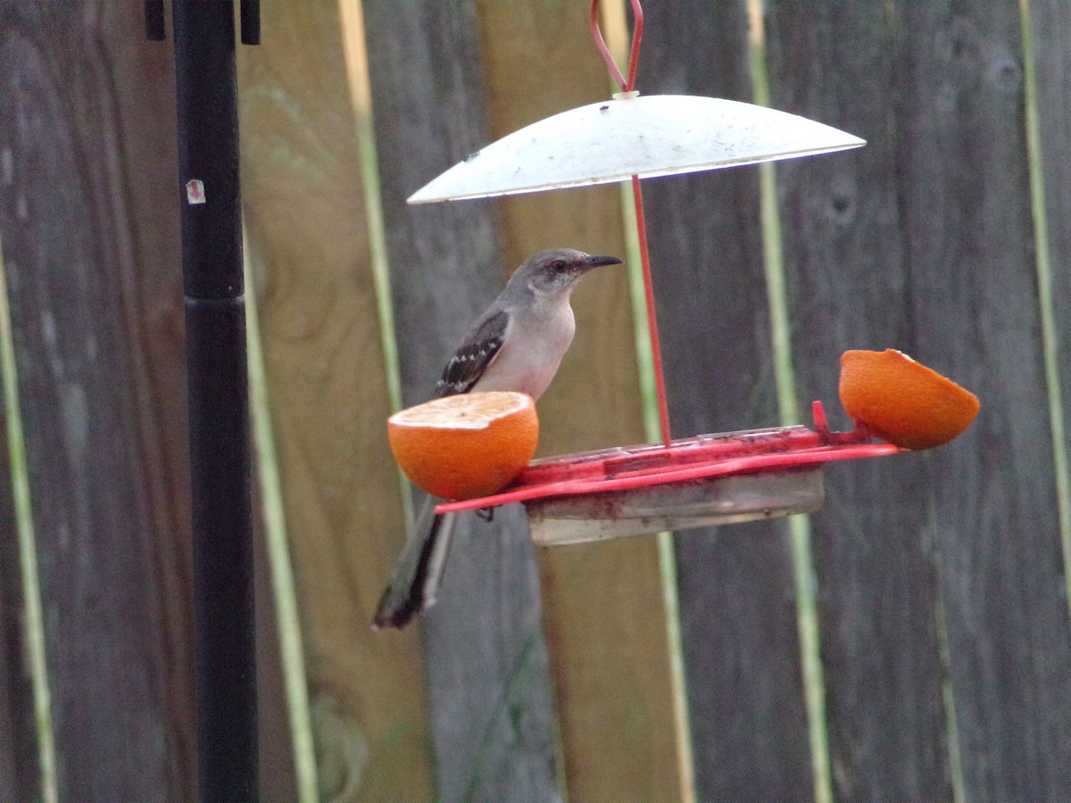 Northern Mockingbird - ML620828077