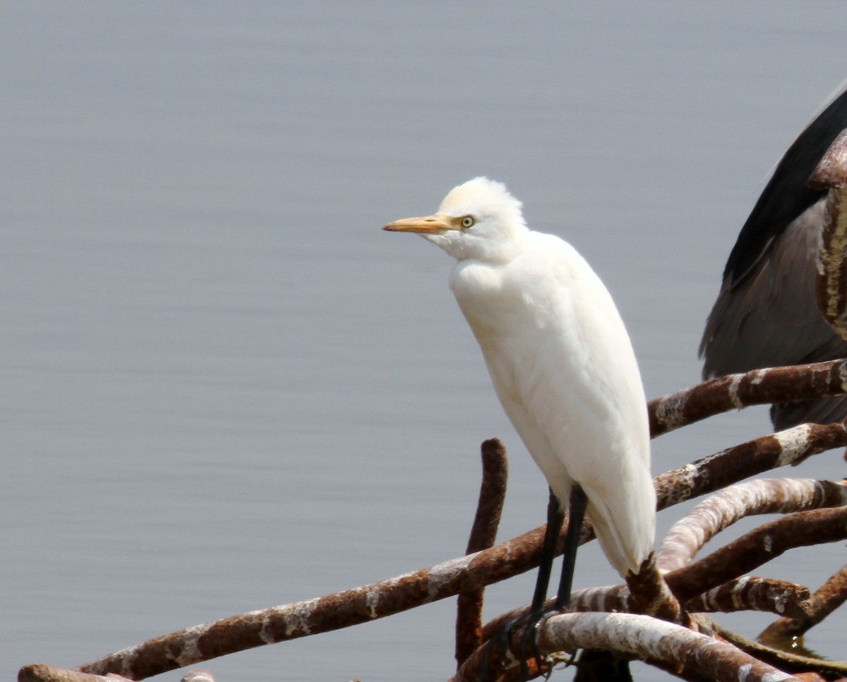 Western Cattle Egret - yuda siliki