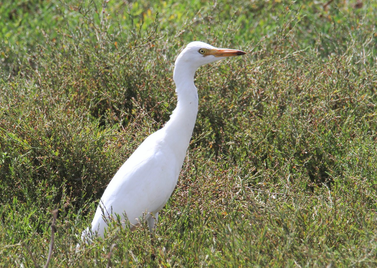 Western Cattle Egret - ML620828088