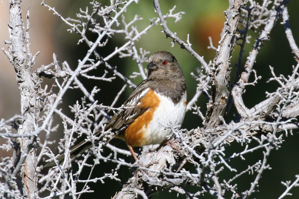 Spotted Towhee - ML620828089
