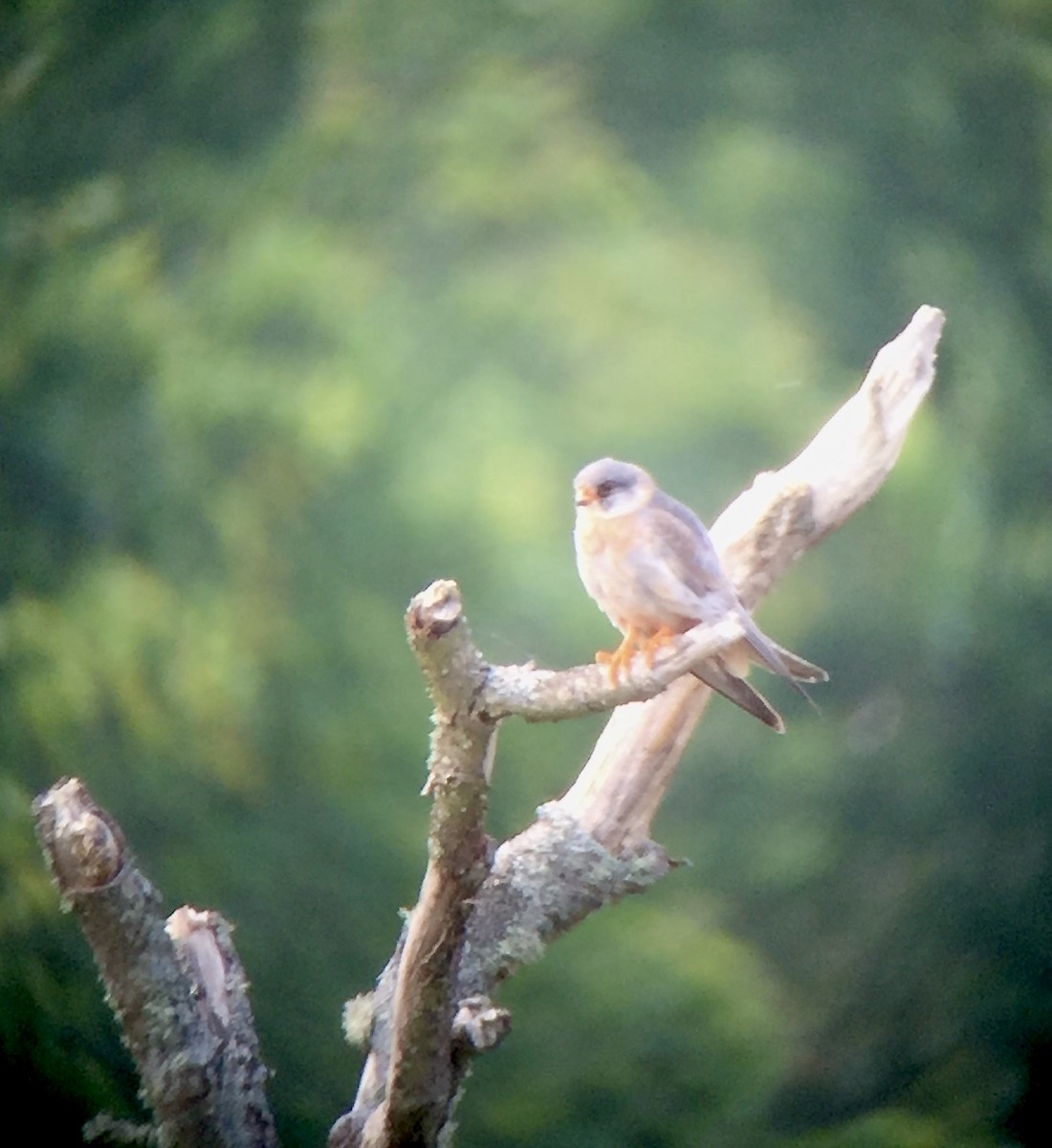 Red-footed Falcon - ML620828094