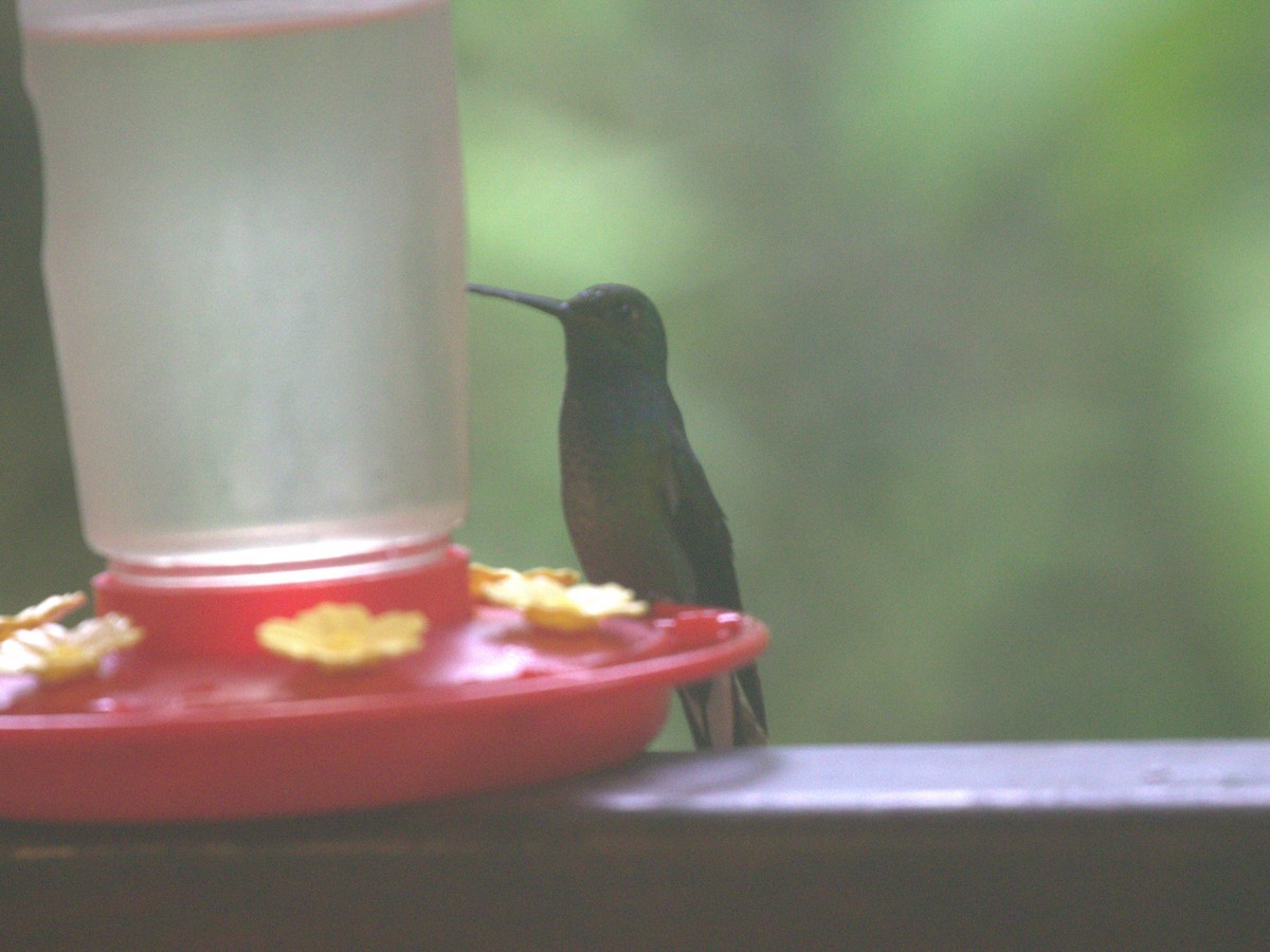 Colibrí de Bouguer Oriental - ML620828095