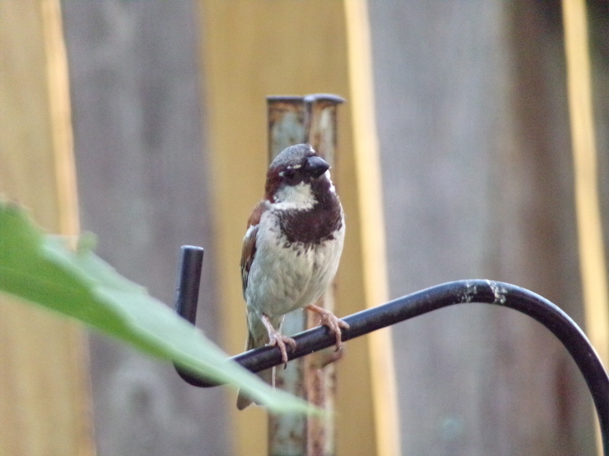 House Sparrow - ML620828097