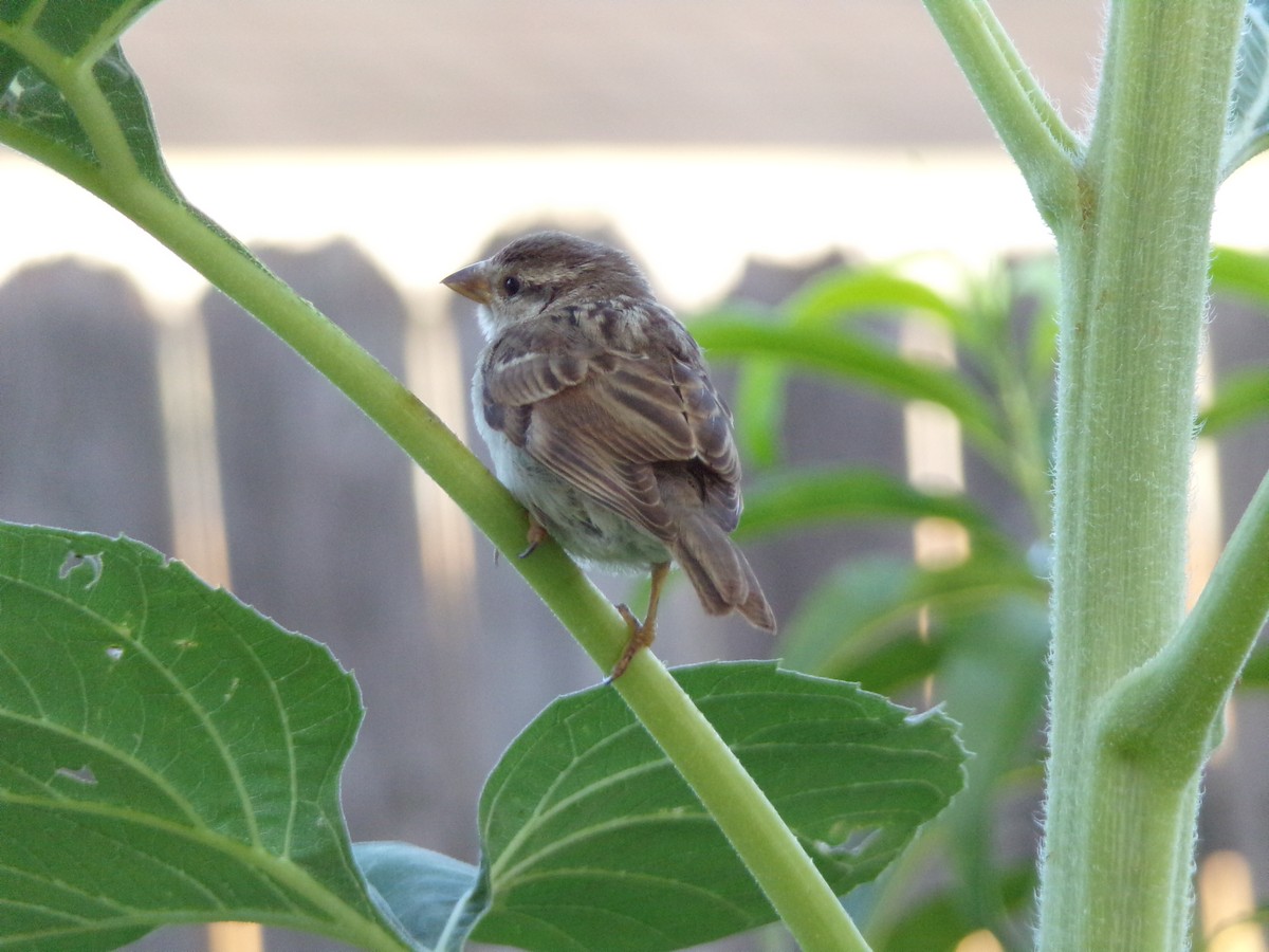 House Sparrow - ML620828098