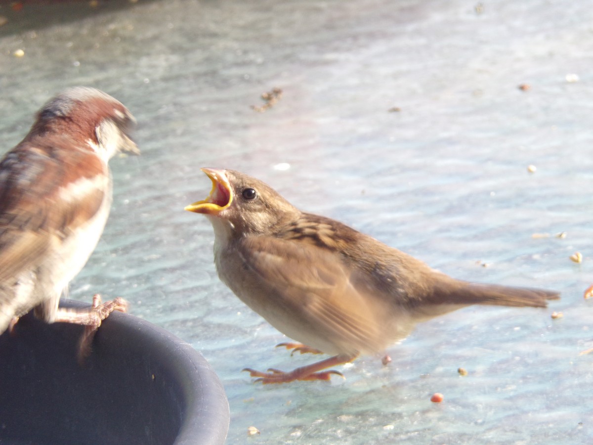 House Sparrow - ML620828099