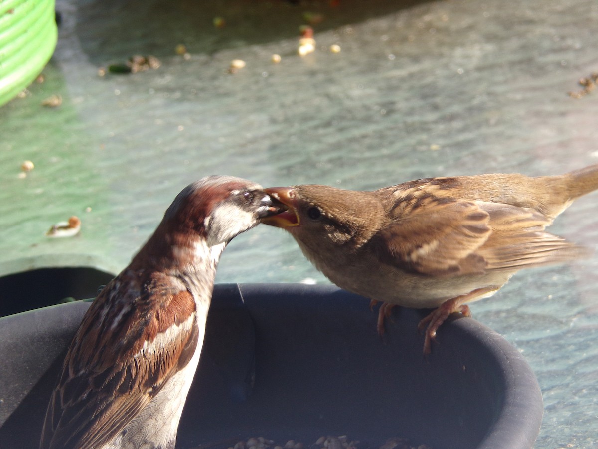 House Sparrow - ML620828102