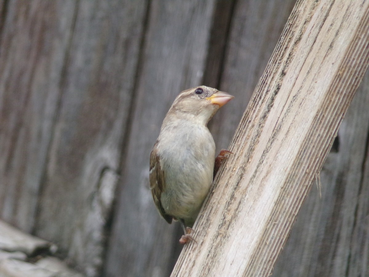 Moineau domestique - ML620828105