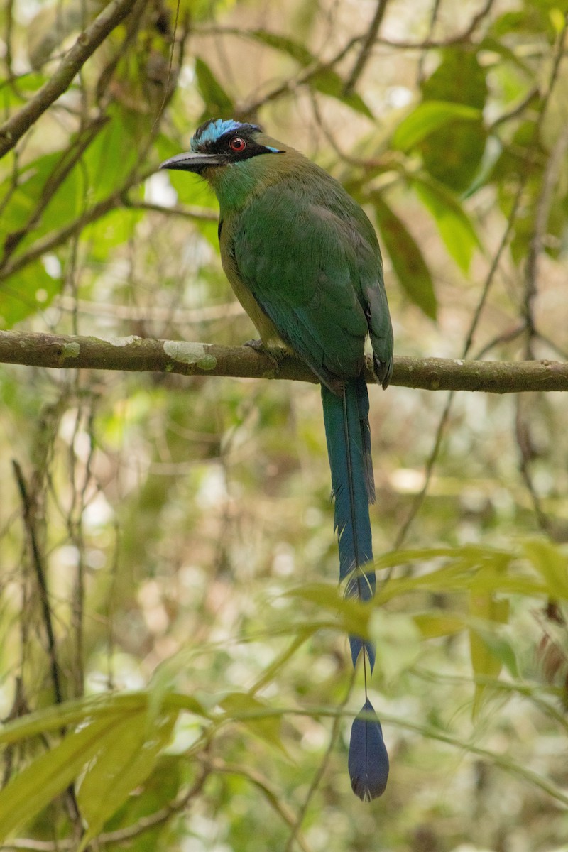 Motmot d'Équateur - ML620828106