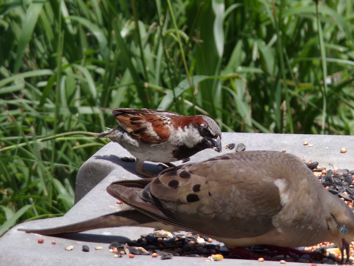 Moineau domestique - ML620828107