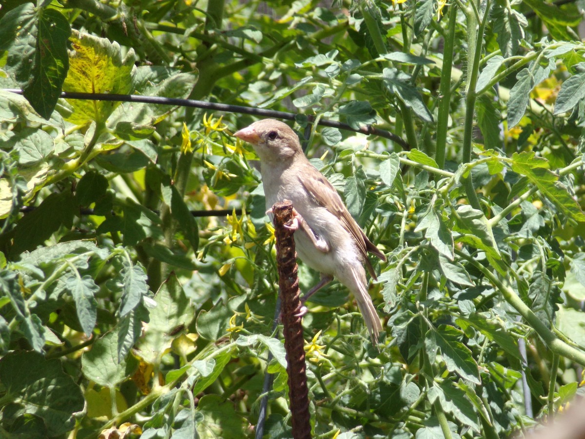 Moineau domestique - ML620828108