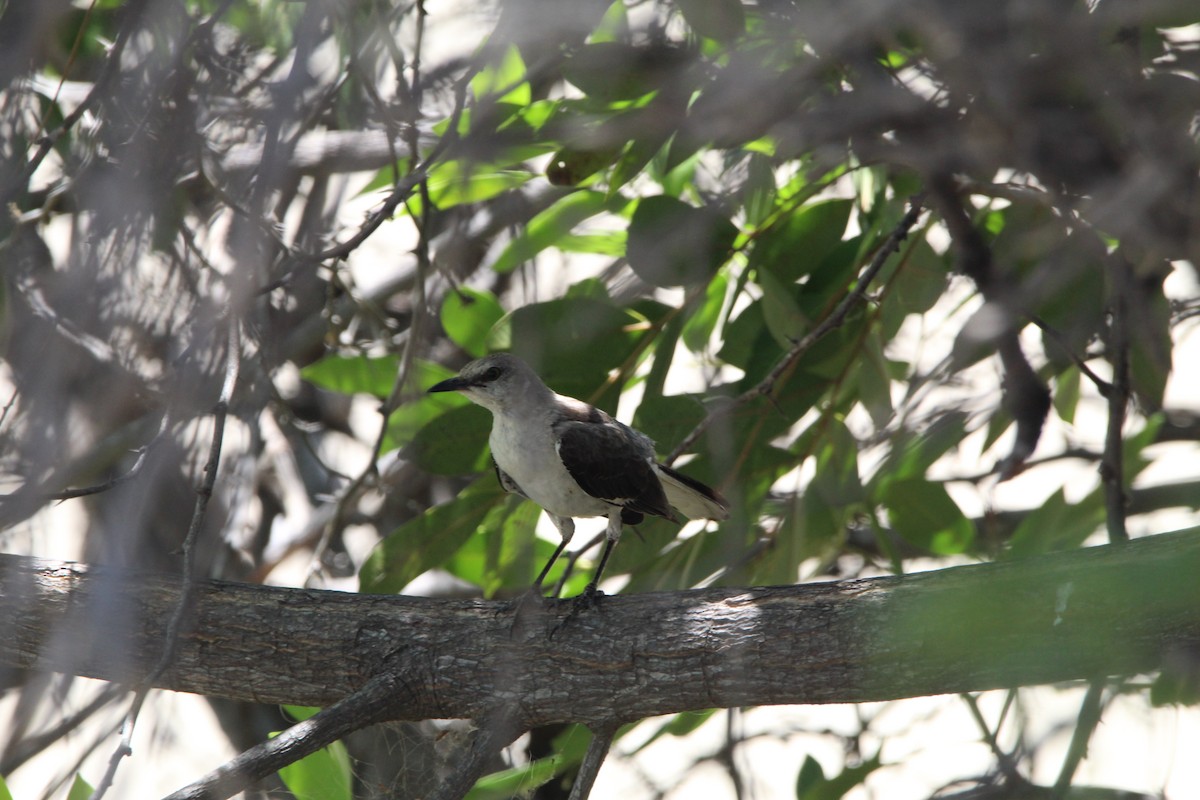 Northern Mockingbird - Anthony Scott