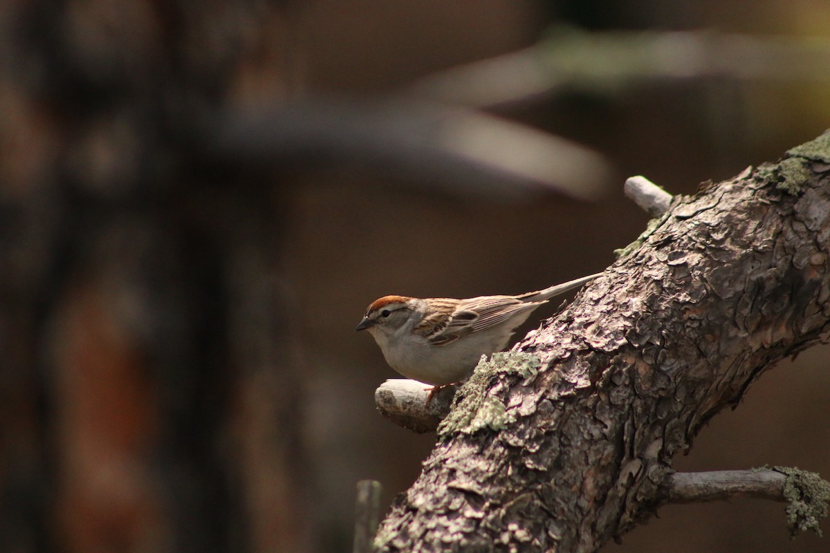 Chipping Sparrow - ML620828115