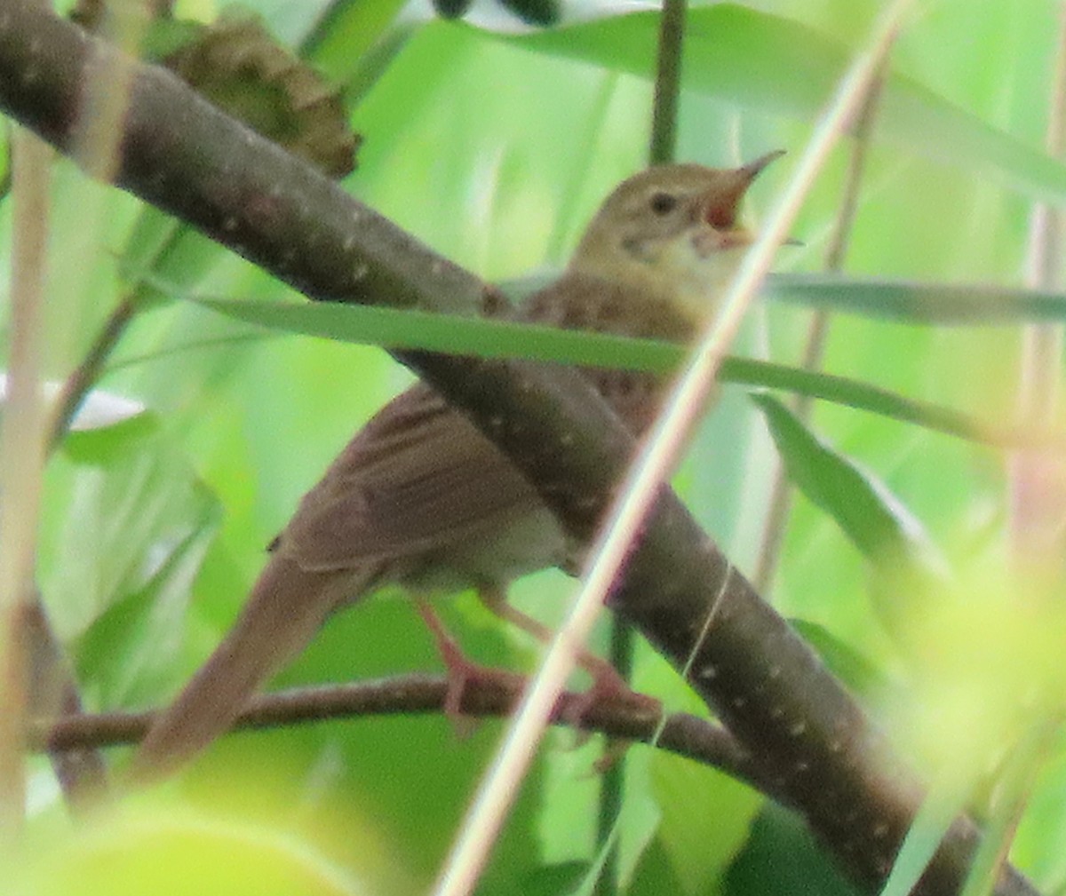 Common Grasshopper Warbler - Alfonso Luengo