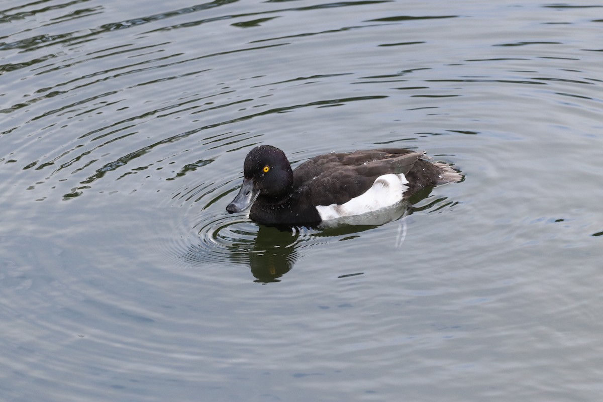 Tufted Duck - ML620828119