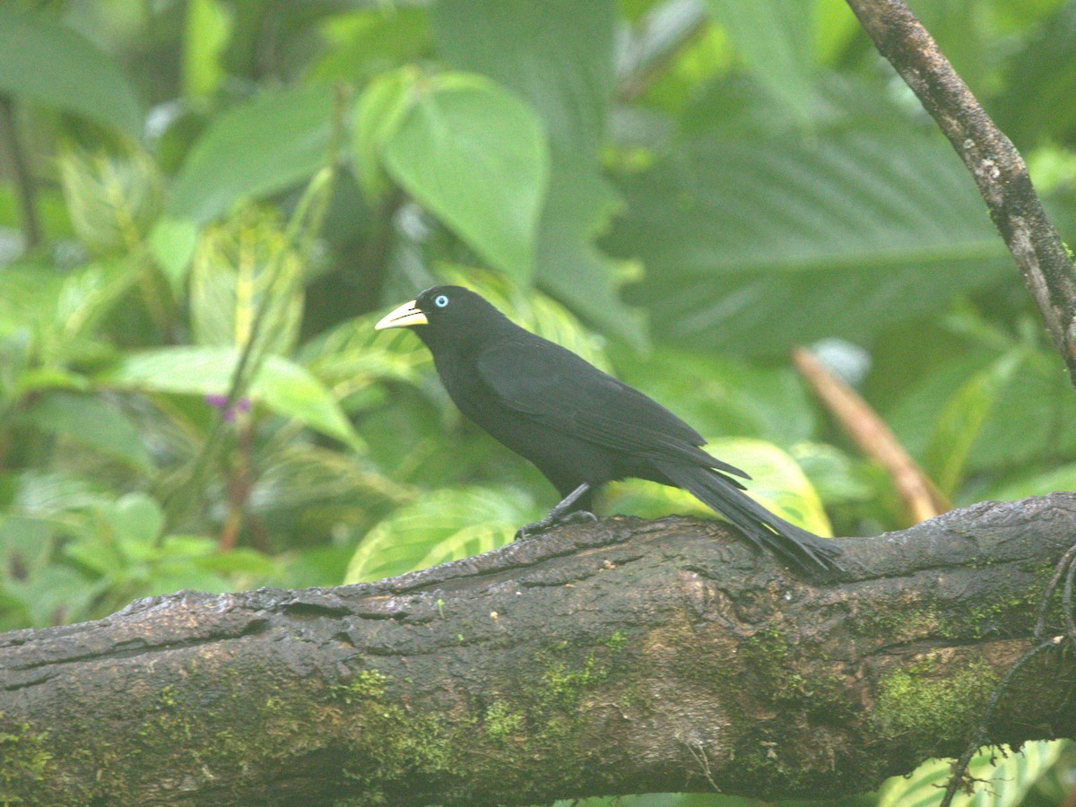 Cacique Lomiescarlata (uropygialis) - ML620828121