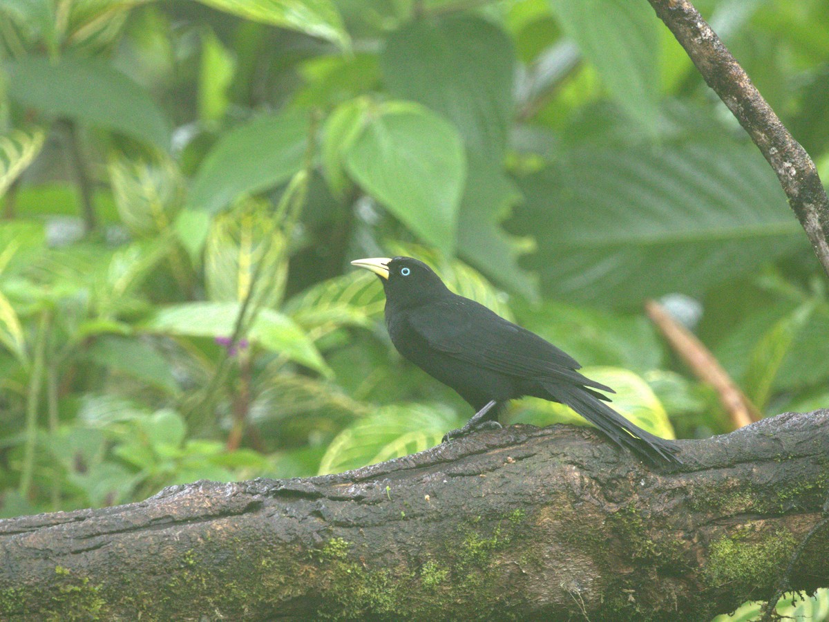 Cacique Lomiescarlata (uropygialis) - ML620828122