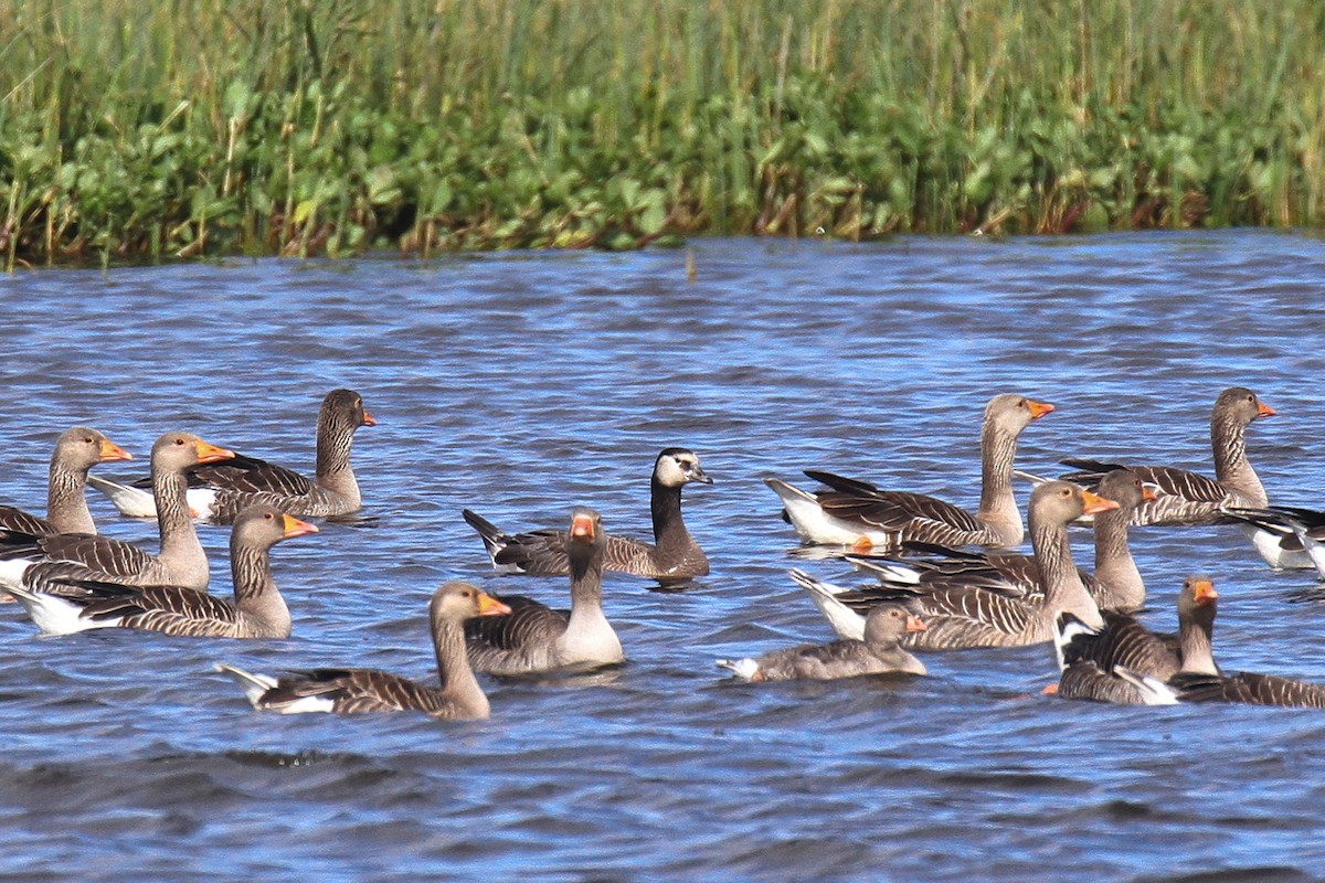 Graylag x Barnacle Goose (hybrid) - ML620828128