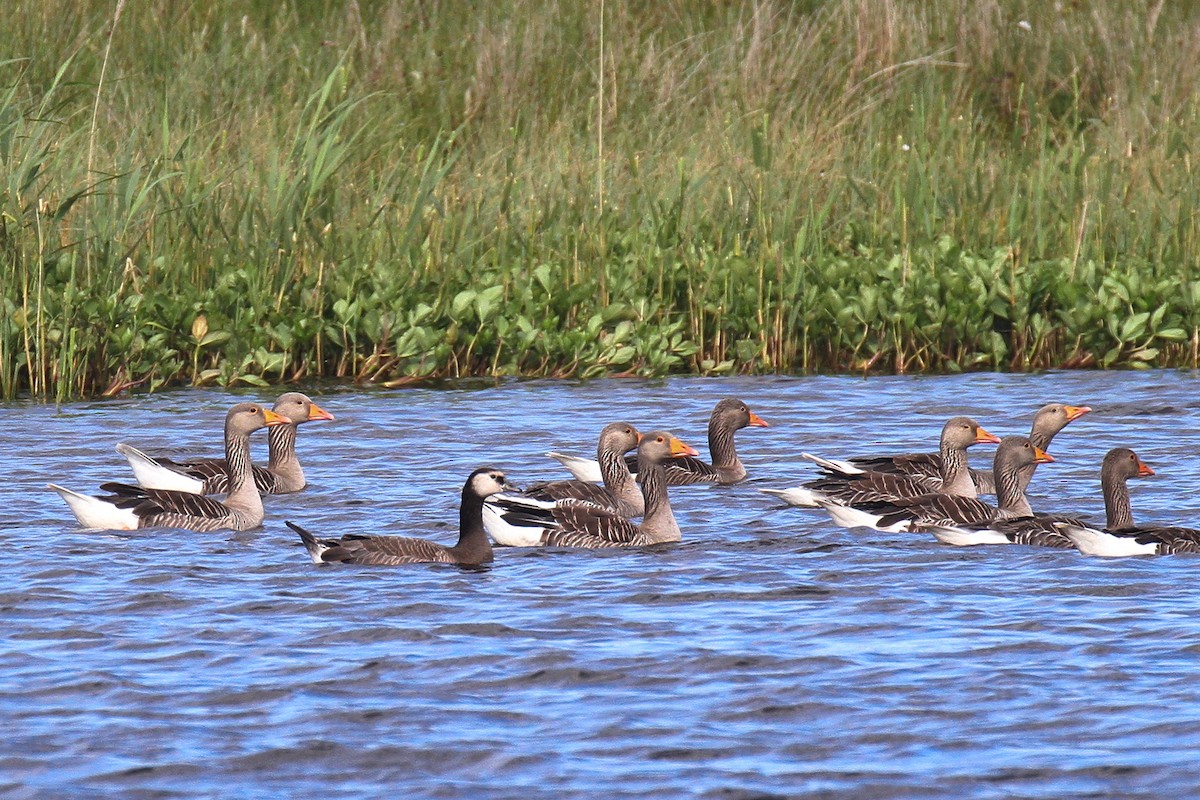 Graylag x Barnacle Goose (hybrid) - ML620828129